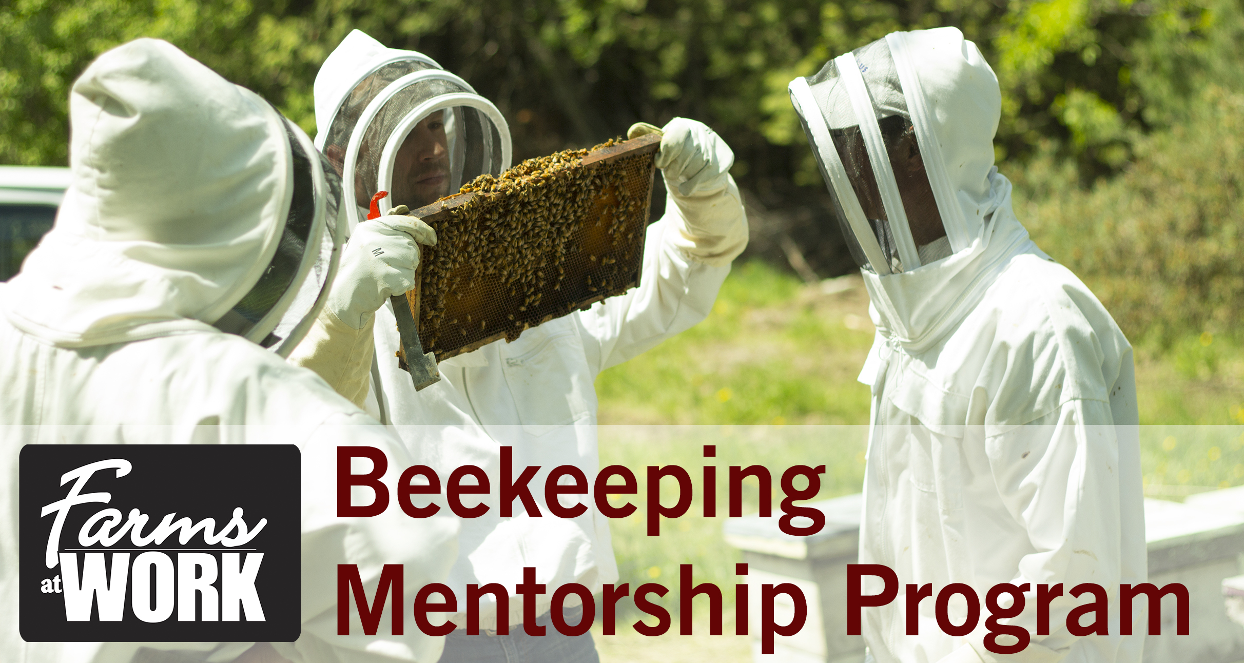 Beekeeping Mentorship - Checking Hives