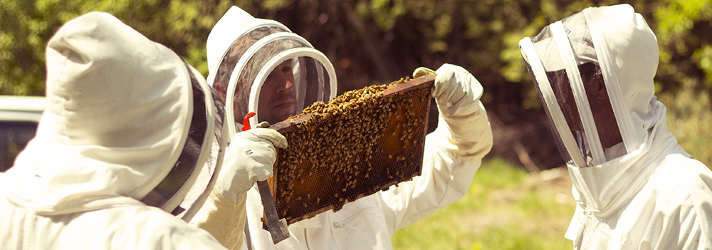 Farms at Work Beekeeping Mentorship Program - Checking Hives